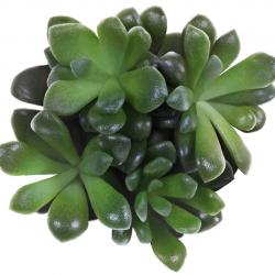 Green Succulent